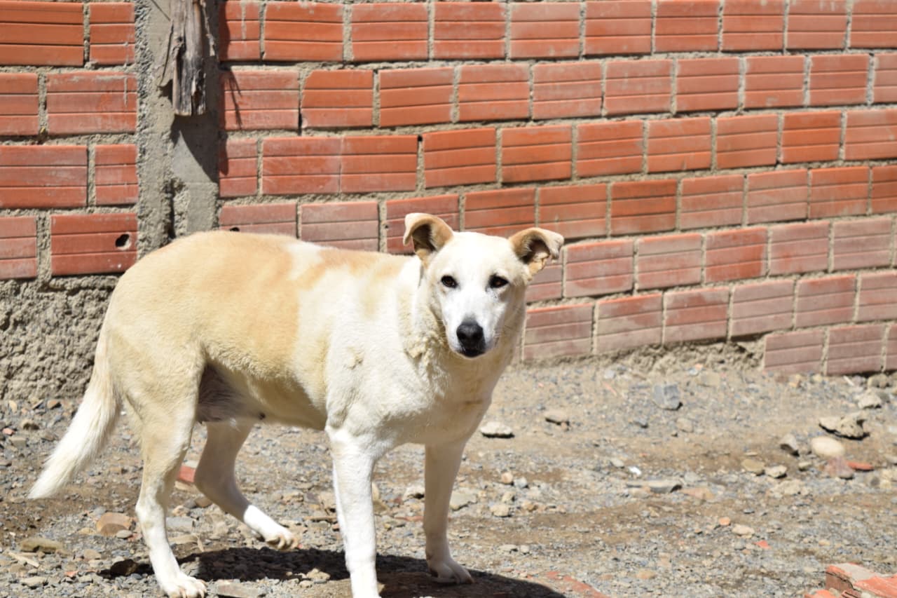 Blanquita, hembra de 11 años