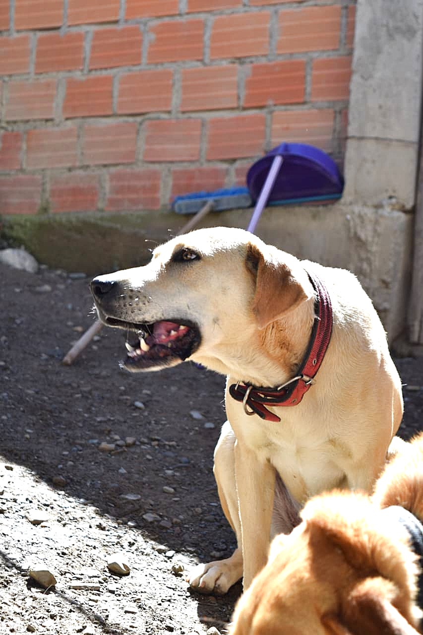 Laila, hembra de 6 años