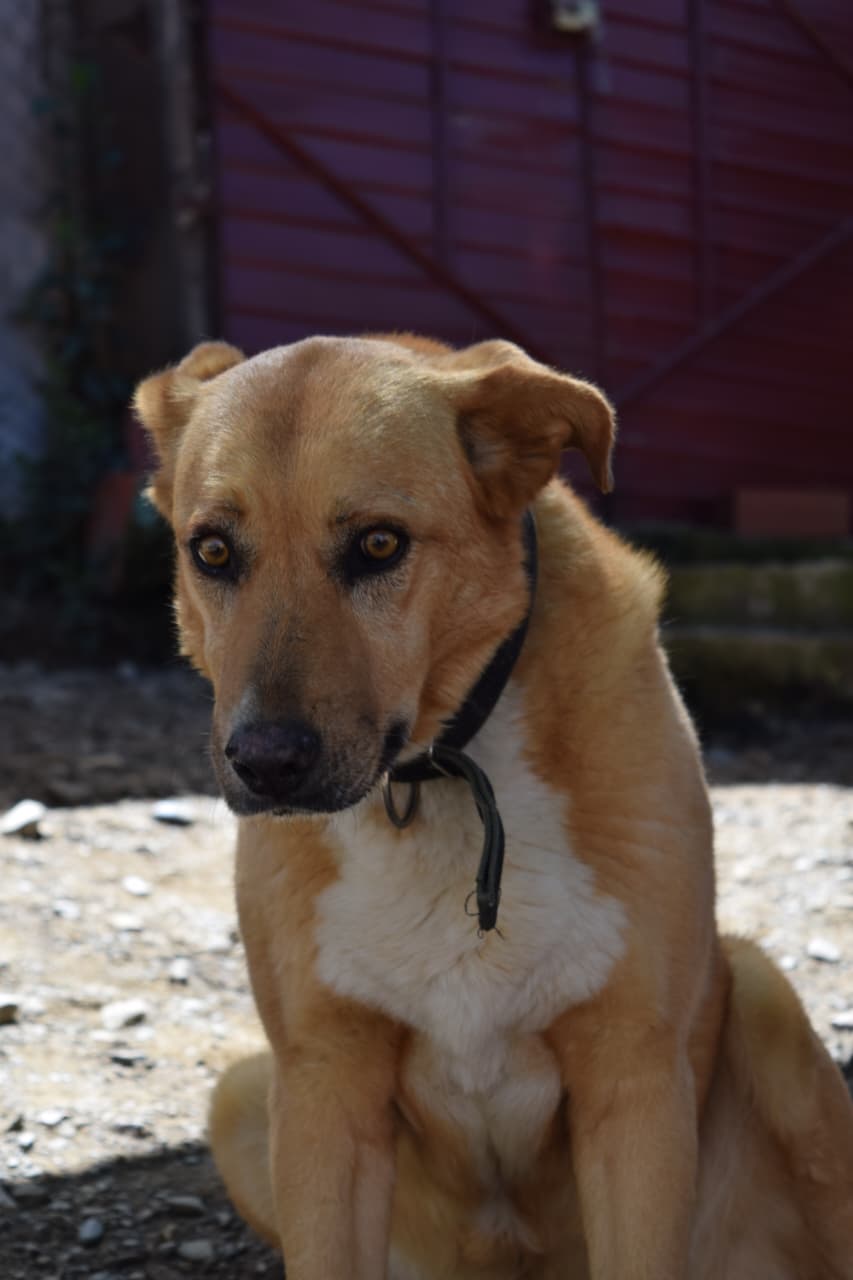Milu, hembra de 6 años