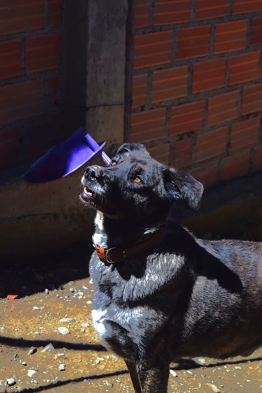 Ojitos, hembra de 5 años