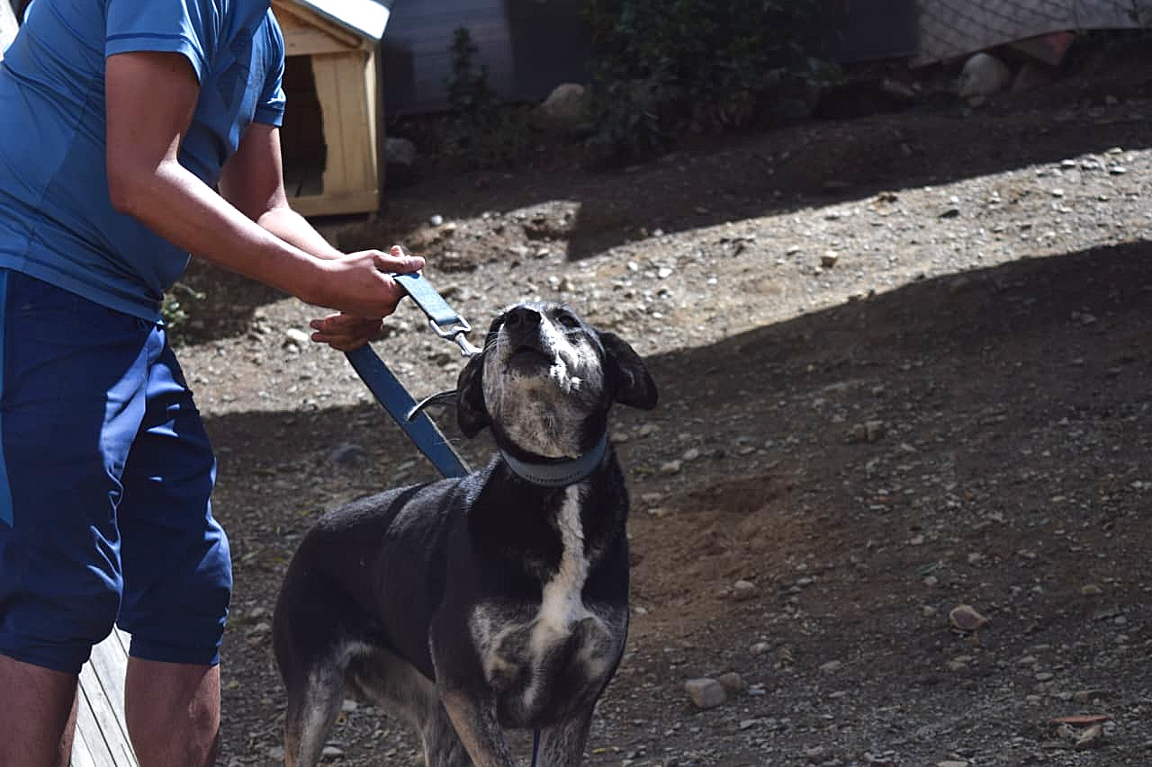 Troya, hembra de 8 años